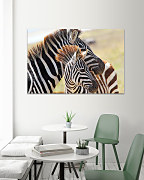 Obraz Zebra a mláďa
